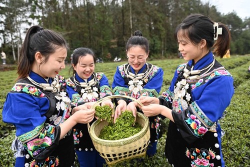 松桃:三月春光好春茶采摘忙
