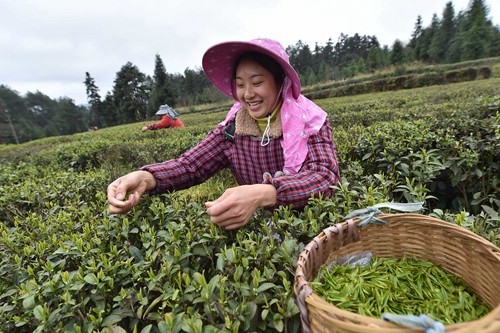 松桃:三月春光好春茶采摘忙