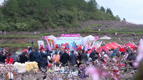 【多彩貴州?花漾中國】松桃：千畝桃花開 萬人赴盛宴