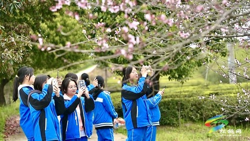 茶香沁人心 研學(xué)促成長(zhǎng)