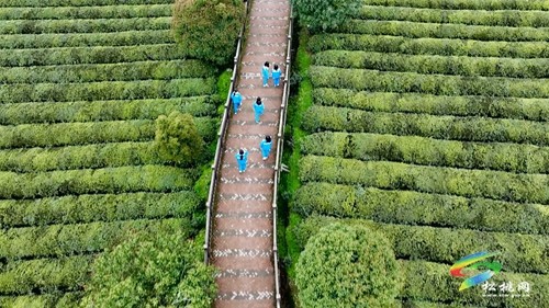 茶香沁人心 研學(xué)促成長(zhǎng)