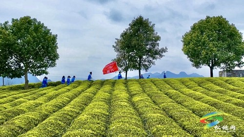 茶香沁人心 研學(xué)促成長(zhǎng)