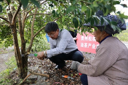 國家科技特派團松桃團油茶產(chǎn)業(yè)組專家教授到松指導(dǎo)培訓(xùn)