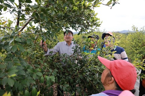 國家科技特派團松桃團油茶產(chǎn)業(yè)組專家教授到松指導(dǎo)培訓(xùn)