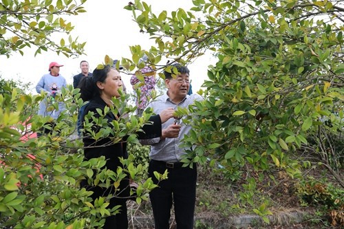 國家科技特派團松桃團油茶產(chǎn)業(yè)組專家教授到松指導(dǎo)培訓(xùn)
