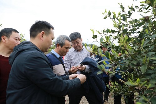 國家科技特派團松桃團油茶產(chǎn)業(yè)組專家教授到松指導(dǎo)培訓(xùn)