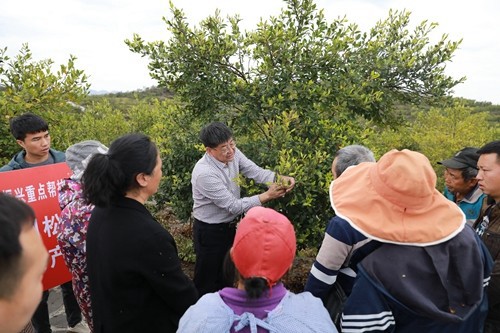 國家科技特派團松桃團油茶產(chǎn)業(yè)組專家教授到松指導(dǎo)培訓(xùn)