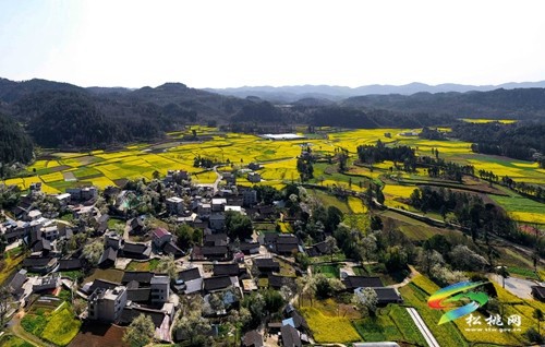 松桃長(zhǎng)坪鄉(xiāng)：油菜花、梨花進(jìn)入最佳賞花期，一起去邂逅春天~