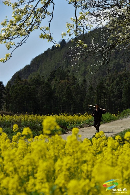 松桃長(zhǎng)坪鄉(xiāng)：油菜花、梨花進(jìn)入最佳賞花期，一起去邂逅春天~