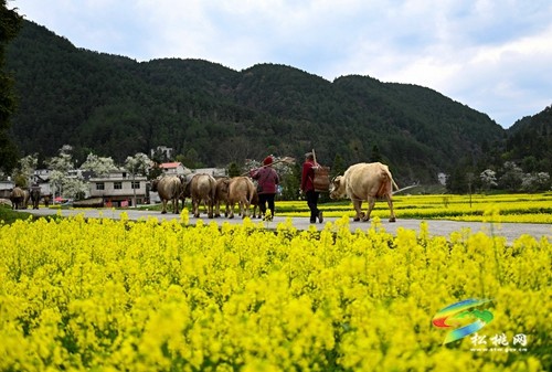 松桃長(zhǎng)坪鄉(xiāng)：油菜花、梨花進(jìn)入最佳賞花期，一起去邂逅春天~