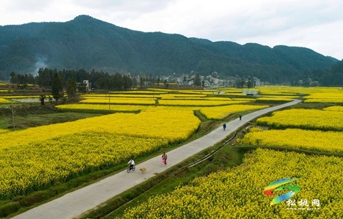 松桃長(zhǎng)坪鄉(xiāng)：油菜花、梨花進(jìn)入最佳賞花期，一起去邂逅春天~