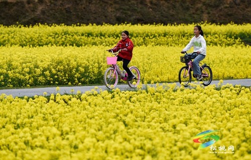 松桃長(zhǎng)坪鄉(xiāng)：油菜花、梨花進(jìn)入最佳賞花期，一起去邂逅春天~