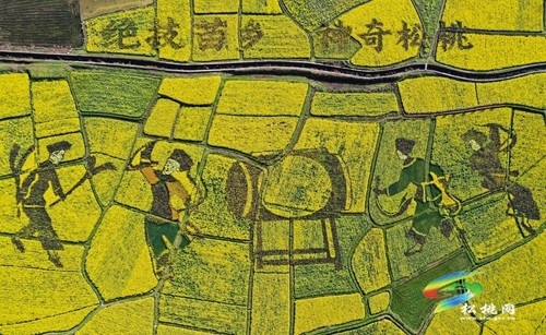 松桃長(zhǎng)坪鄉(xiāng)：油菜花、梨花進(jìn)入最佳賞花期，一起去邂逅春天~