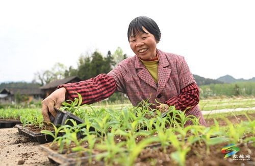 松桃：推廣大豆玉米帶狀復(fù)合種植 助農(nóng)實(shí)現(xiàn)“一地雙收”