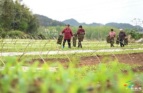 松桃：推廣大豆玉米帶狀復(fù)合種植 助農(nóng)實(shí)現(xiàn)“一地雙收”