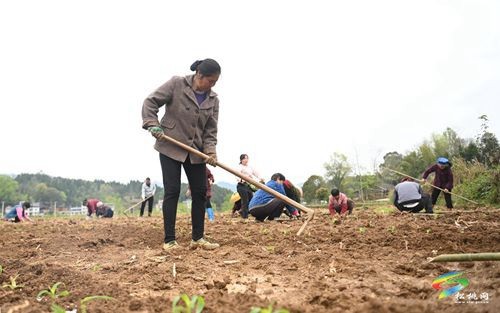 松桃：推廣大豆玉米帶狀復(fù)合種植 助農(nóng)實(shí)現(xiàn)“一地雙收”