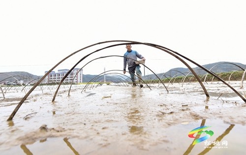 松桃：優(yōu)質(zhì)水稻育秧忙