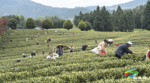 春茶采摘正當(dāng)時(shí)?茶旅一體促振興 ——松桃19萬畝春茶進(jìn)入采摘高峰期
