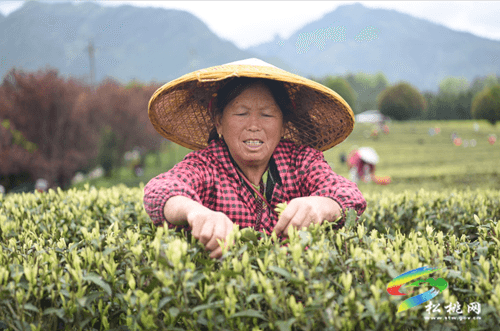 春茶采摘正當(dāng)時(shí)?茶旅一體促振興 ——松桃19萬畝春茶進(jìn)入采摘高峰期
