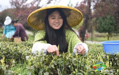 春茶采摘正當(dāng)時(shí)?茶旅一體促振興 ——松桃19萬畝春茶進(jìn)入采摘高峰期