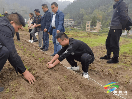 平頭鎮(zhèn)召開玉米大豆復(fù)合種植現(xiàn)場培訓(xùn)會
