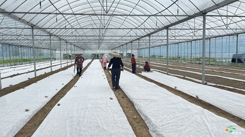 普覺鎮(zhèn)：機(jī)械托盤育秧 按下春耕“加速鍵”