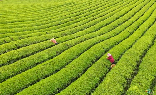 松桃：谷雨近 農(nóng)事忙