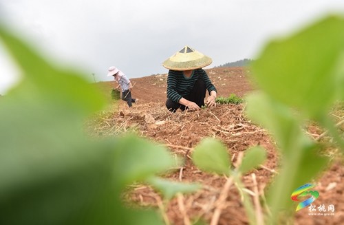 正大鎮(zhèn)：谷雨時節(jié) 南瓜移栽忙