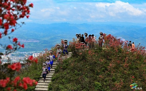 松桃：飛靈山上紅艷艷 朵朵花開(kāi)引客來(lái)