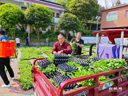 甘龍：辣椒種植網(wǎng)格化?幼苗發(fā)放助增收?
