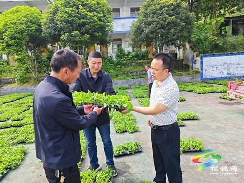 甘龍：辣椒種植網(wǎng)格化?幼苗發(fā)放助增收?