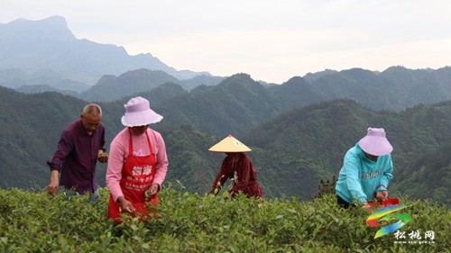 松桃甘龍鎮(zhèn)：發(fā)展特色產(chǎn)業(yè) 賦能鄉(xiāng)村振興