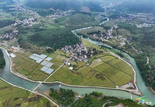 大路鎮(zhèn)長征村：油菜收割忙