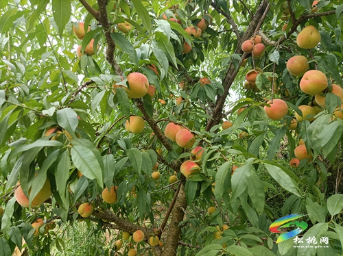 “桃”不開的誘惑——寨英水源黃桃等您來采摘！