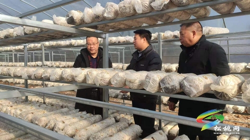縣食用菌產(chǎn)業(yè)發(fā)展工作專班到普覺鎮(zhèn)調(diào)研食用菌產(chǎn)業(yè)