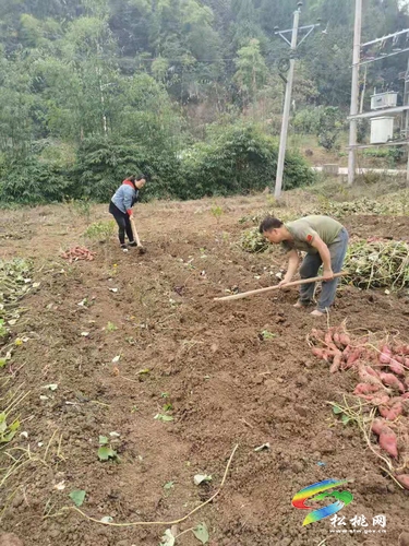 【我的扶貧故事】孫慧琴：用“五心”贏民心