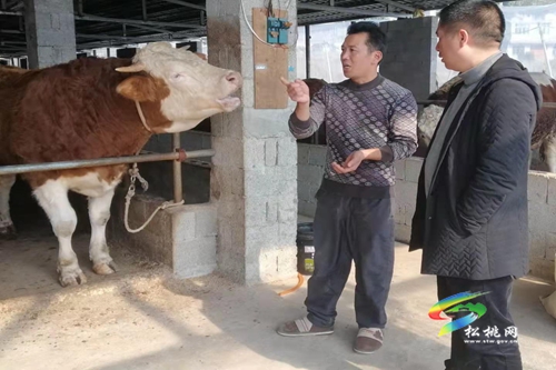 世昌街道：肉牛產(chǎn)業(yè)協(xié)會(huì)成立 群眾呼聲高