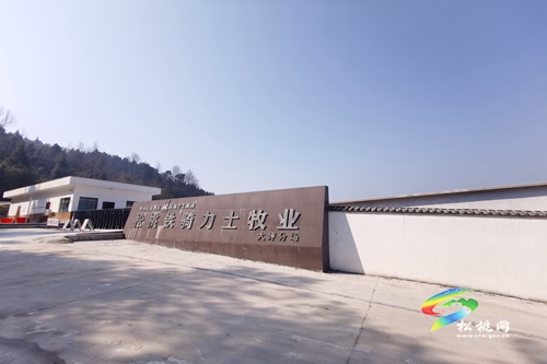 松桃：創(chuàng)新發(fā)展模式 助推生豬產(chǎn)業(yè)發(fā)展