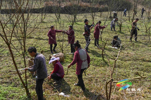 孟溪鎮(zhèn)油蓬村：果園管護忙