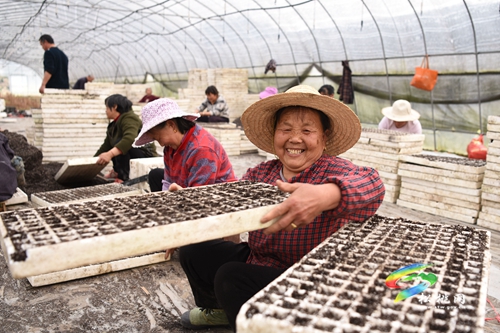 蓼皋街道落塘社區(qū)：人勤春來早 辣椒育苗正當(dāng)時