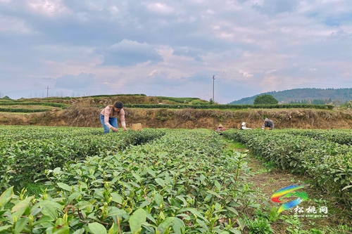 牛年第一批春茶，開(kāi)采啦！