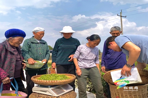 牛年第一批春茶，開(kāi)采啦！