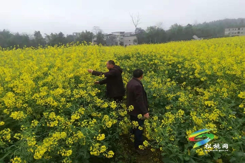 大坪場鎮(zhèn)開展非法種植罌粟等毒品原植物踏查活動