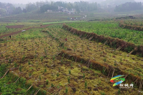 大坪場鎮(zhèn)：盤活土地資源再種800畝香柚
