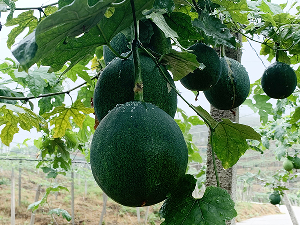 我是產(chǎn)業(yè)合伙人，松桃農(nóng)民在鄉(xiāng)村振興中找到新角色新定位