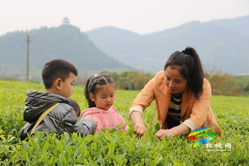 “茶旅”融合助力鄉(xiāng)村振興