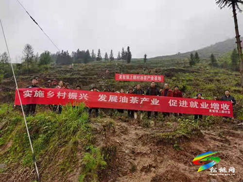 待油茶花開·引萬千客來——黃板鎮(zhèn)油茶 產(chǎn)業(yè)穩(wěn)步擴(kuò)大規(guī)模