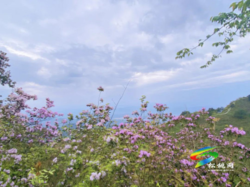 松桃飛靈山：萬畝杜鵑花開正艷