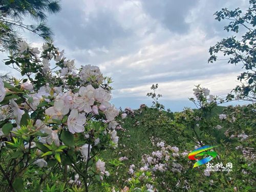 松桃飛靈山：萬畝杜鵑花開正艷