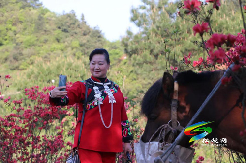 松桃飛靈山：萬畝杜鵑花開正艷